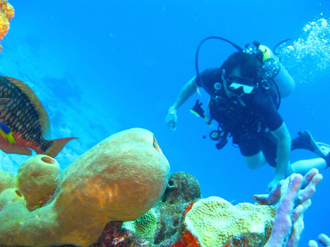 The Best Reasons Why You Need to Try Scuba Diving on Your Next Trip